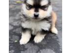 Pacman (Micro Mini Pomsky)