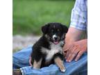 Miniature Australian Shepherd Puppy for sale in Winston Salem, NC, USA