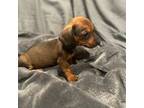 Dachshund Puppy for sale in Adkins, TX, USA