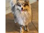 Pomeranian Puppy for sale in Surprise, AZ, USA