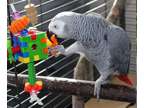 CVT5 African Grey available