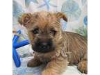 Cairn Terrier Puppy for sale in Winston Salem, NC, USA