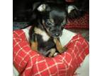 Chihuahua Puppy for sale in Blairs Mills, PA, USA