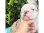 Bulldog Puppy for sale in Knightdale, NC, USA