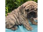 Bulldog Puppy for sale in Knightdale, NC, USA