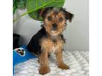 Yorkshire Terrier Puppy for sale in Indianapolis, IN, USA