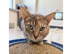 Adopt Pearl a Domestic Shorthair / Mixed cat in Port Washington, NY (38932611)
