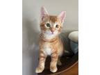 Adopt Graham a Domestic Shorthair / Mixed (short coat) cat in Valley Park