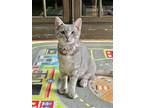 Adopt Lilly a Gray or Blue (Mostly) Domestic Shorthair / Mixed (short coat) cat