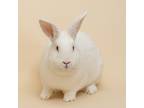 Adopt Ume a Other/Unknown / Mixed rabbit in Richmond, CA (38930349)