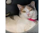 Adopt Halle Berry a Domestic Shorthair / Mixed cat in Port Washington