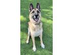 Adopt Clyde a German Shepherd Dog / Mixed dog in Atlanta, GA (38640771)
