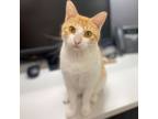 Adopt Bambino a Domestic Shorthair / Mixed cat in Port Washington, NY (38932609)