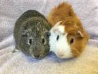 Adopt Turrell ( Bonded to Michelin) a Orange Guinea Pig small animal in Imperial