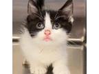 Adopt Pouncer a Domestic Shorthair cat in Burlington, IA (38938383)