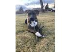 Adopt Sam a Brindle Plott Hound / Retriever (Unknown Type) / Mixed dog in