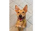 Adopt Pancho a Tan/Yellow/Fawn Labrador Retriever dog in Phoenix, AZ (38939533)