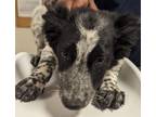 Adopt 53946512 a Black Australian Cattle Dog / Mixed dog in Los Lunas
