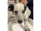 Adopt 53946517 a White Australian Cattle Dog / Mixed dog in Los Lunas