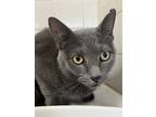 Adopt Tuffy a Gray or Blue Domestic Shorthair / Domestic Shorthair / Mixed cat
