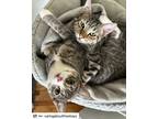 Adopt Tina and Tristan a Gray, Blue or Silver Tabby American Shorthair / Mixed