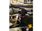 Adopt Aftershock $450 a Labrador Retriever / Mixed dog in Milwaukee