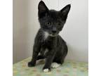 Adopt Pinky a Gray or Blue Domestic Mediumhair / Mixed cat in Livingston