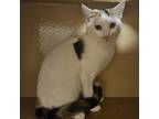 Adopt Marsha a Calico or Dilute Calico Domestic Shorthair / Mixed cat in Las