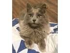Adopt Juniper a Gray or Blue Domestic Longhair (long coat) cat in Bentonville