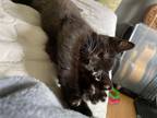 Adopt Pirate (Fitz) a All Black Domestic Shorthair / Mixed (short coat) cat in
