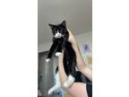 Adopt Pablo a Black & White or Tuxedo Domestic Mediumhair (short coat) cat in