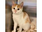 Adopt Battlecat a Domestic Shorthair cat in Burlington, IA (38938384)