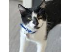Adopt Ollie a Domestic Shorthair / Mixed cat in Port Washington, NY (38932622)