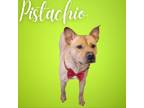 Adopt Pistachio a Tan/Yellow/Fawn Pit Bull Terrier / Mixed dog in Concord