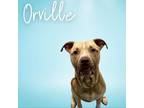 Adopt Orville a Tan/Yellow/Fawn Pit Bull Terrier / Mixed Breed (Large) / Mixed