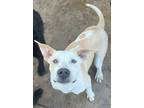 Adopt Hudson a White American Pit Bull Terrier / Mixed dog in Mesquite