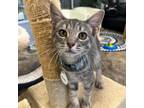 Adopt Troy a Gray or Blue Domestic Shorthair / Mixed cat in Huntsville