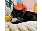 Adopt Peri Peri a All Black Domestic Mediumhair / Mixed cat in St.
