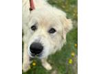 Adopt Thor a White Great Pyrenees / Mixed dog in Evansville, IN (38926216)