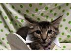 Adopt Spicy a Gray, Blue or Silver Tabby Domestic Shorthair (short coat) cat in