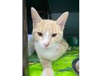 Adopt Mike a Domestic Shorthair (short coat) cat in mishawaka, IN (38928930)