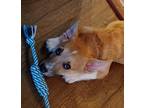 Adopt Francis a Tan/Yellow/Fawn - with White Corgi / Mixed dog in Cherry Hill