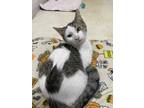 Adopt Clove a White (Mostly) Domestic Shorthair (short coat) cat in Birmingham