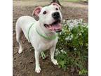 Adopt Lilah a White - with Tan, Yellow or Fawn American Staffordshire Terrier /