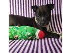 Adopt Bertram a Black American Staffordshire Terrier / Mixed dog in Edinburg