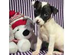 Adopt Berret a White - with Tan, Yellow or Fawn American Staffordshire Terrier /