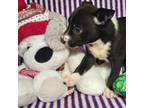 Adopt Berlinda a Black American Staffordshire Terrier / Mixed dog in Edinburg