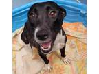 Adopt Beritta a Black American Staffordshire Terrier / Mixed dog in Edinburg