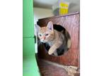 Adopt Jareth a Orange or Red Domestic Shorthair / Domestic Shorthair / Mixed cat
