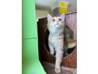Adopt Ludo a Orange or Red Domestic Mediumhair / Domestic Shorthair / Mixed cat